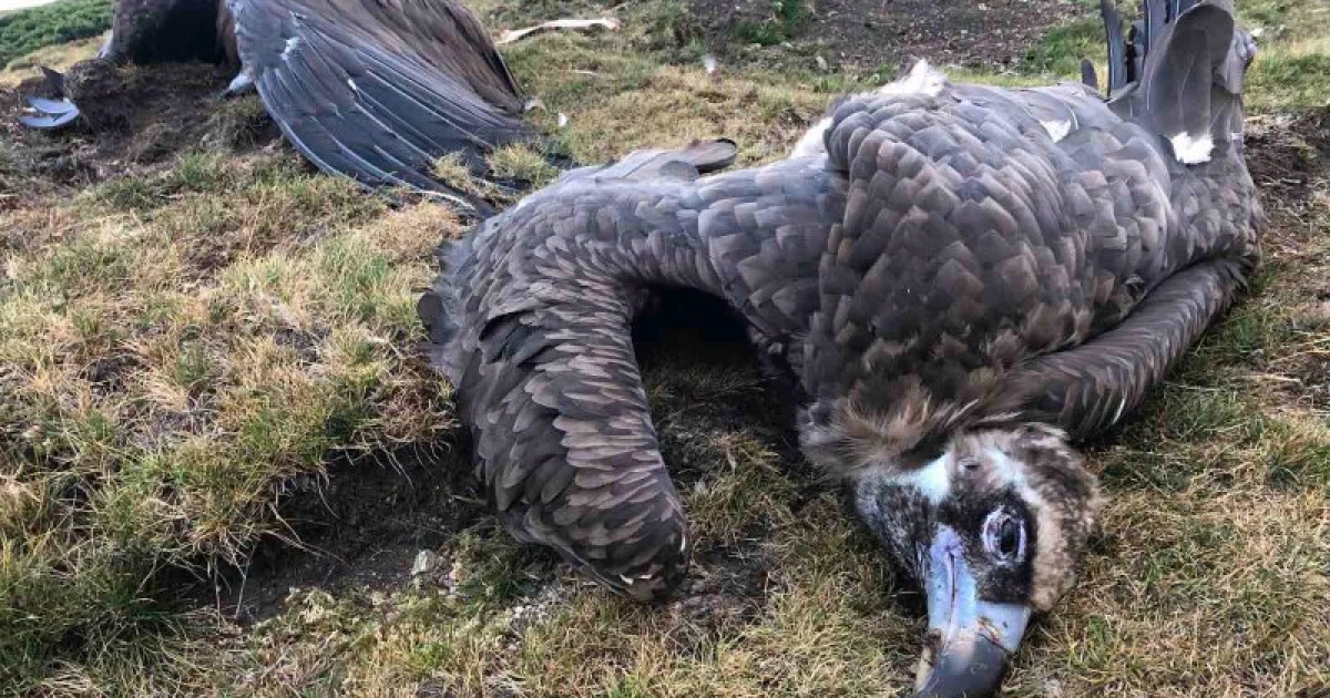 Отровна примамка погуби 8 редки птици в сърцето на Стара планина 