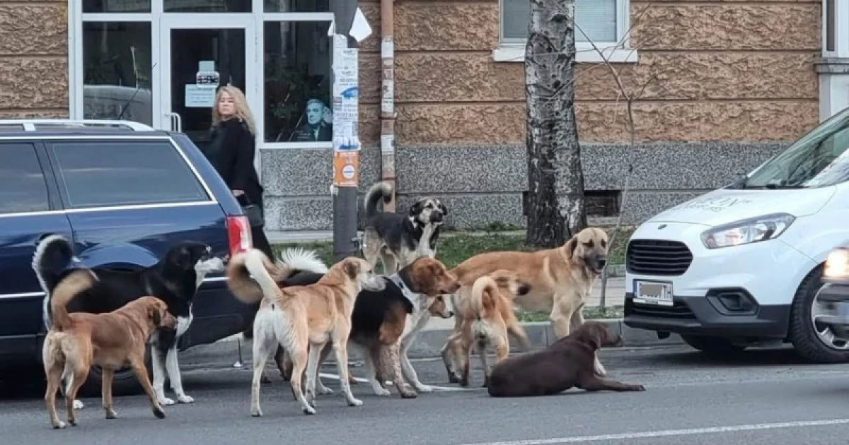 Глутница вилнее близо година из Изгрев и Студентски, всеки я вижда, освен Екоравновесие
