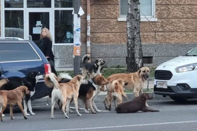Глутница вилнее близо година из Изгрев и Студентски, всеки я вижда, освен Екоравновесие