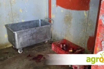 Разкриха незаконна кланица с половин тон месо без произход в Симеоновград