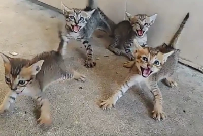 4 котенца, 4 разбойника: Допамин за неделя