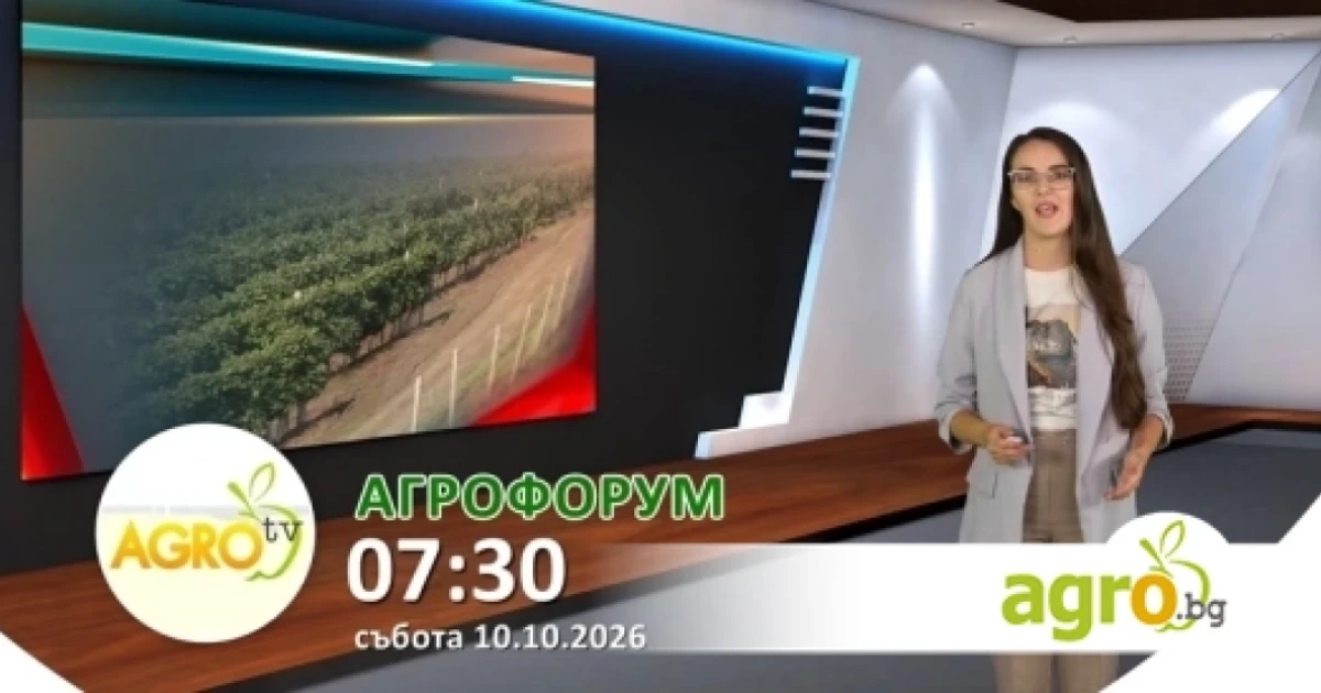 В АГРОФОРУМ: Ваксинация срещу шарка по дребните преживни или риск за износа: какво губи страната и какво печели секторът?  