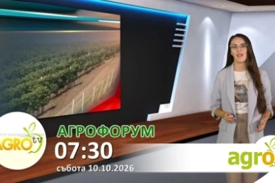 В АГРОФОРУМ: Ваксинация срещу шарка по дребните преживни или риск за износа: какво губи страната и какво печели секторът?  