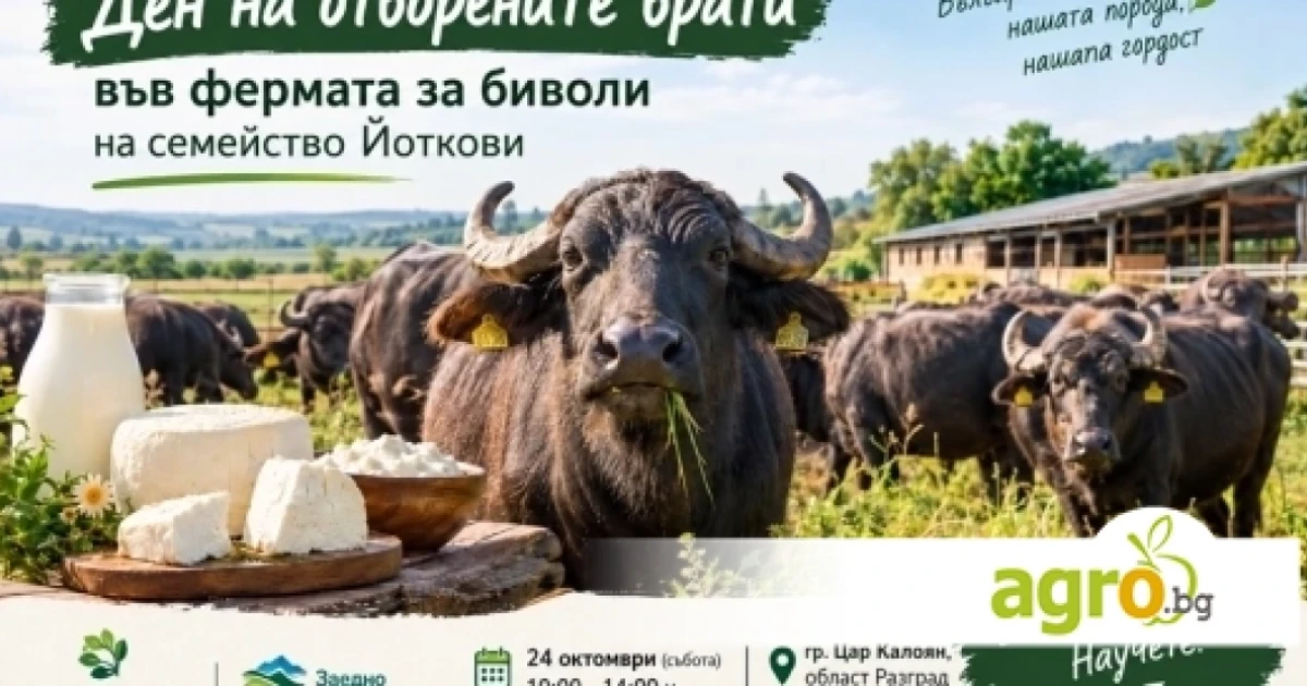 Ден на отворените врати във фермата за биволи на семейство Йоткови