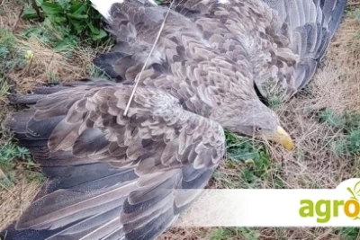 Спасиха ранен морски орел в Ловешко: РИОСВ-Плевен изпрати птицата за лечение в Стара Загора