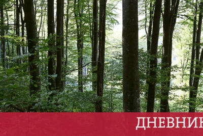 В България в лошо състояние са 1.8 млн. хектара гори