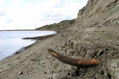 Ниското ниво на Дунав разкри останки от мамут край русенско село