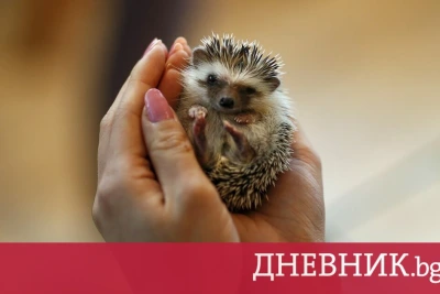 Десетки бебета таралежи са спасени в Стара Загора в сезона на пожарите