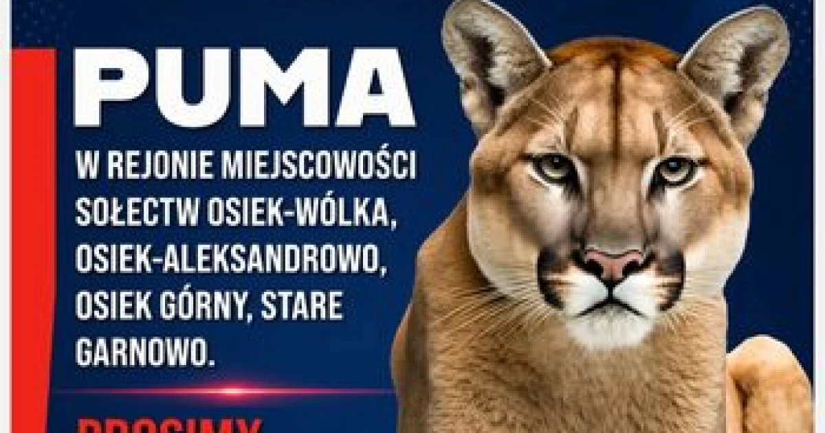 Издирват пума в Северна Полша